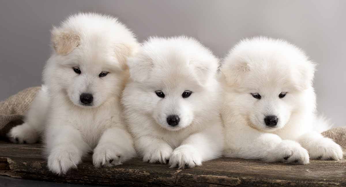 dragi pas samojed