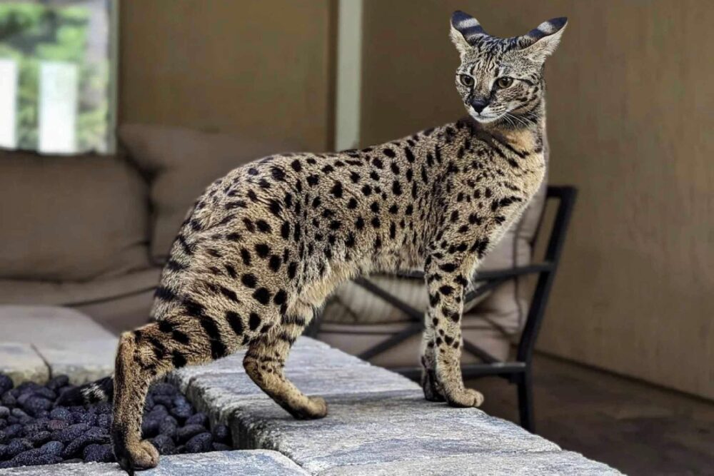 Koja je najskuplja mačka