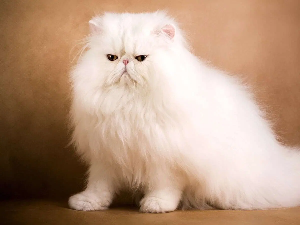 Koliko Košta Najskuplja Mačka Blog