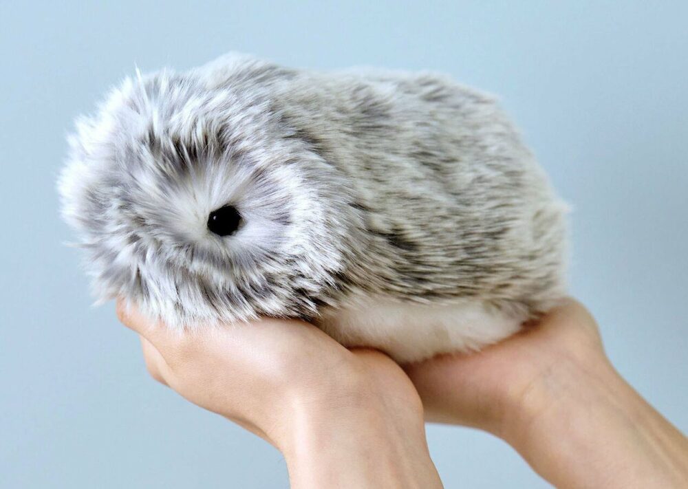 Moflin Može li se kupiti u Poljskoj