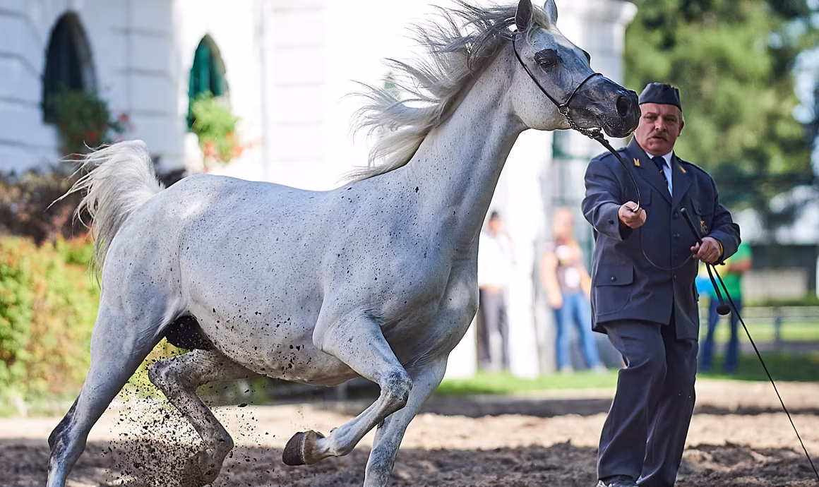 Poznate ergele arapskih konja u Poljskoj