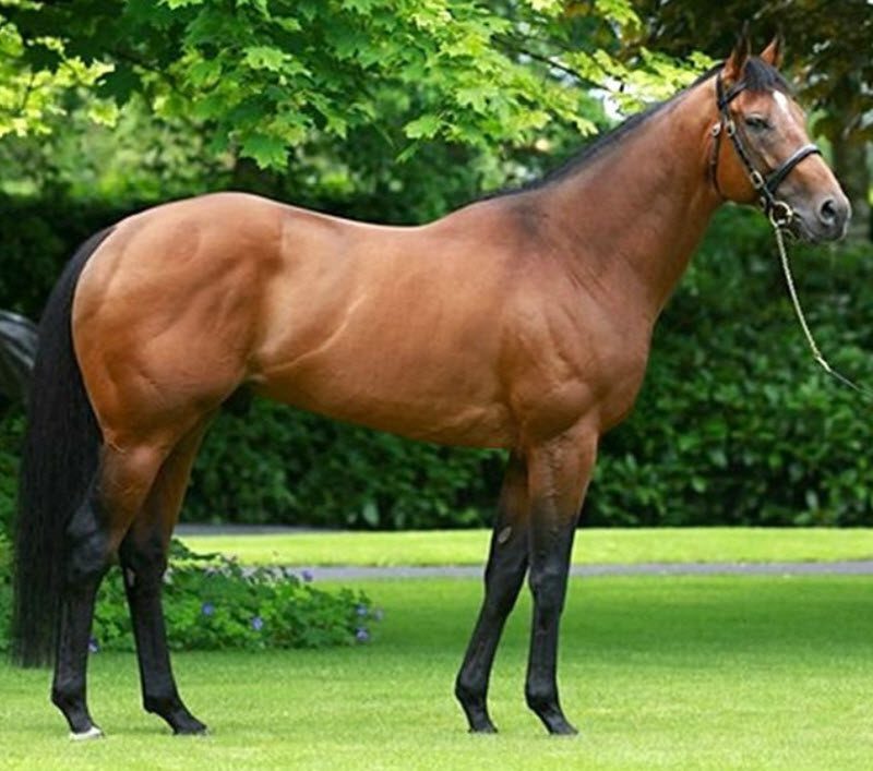 Temperament engleskog punokrvnjaka