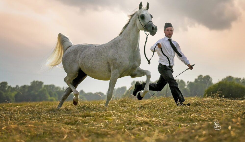 Uzgoj arapskih konja