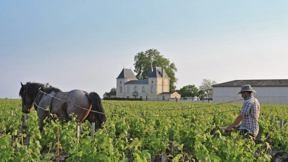 Wino Chateau Margaux Cena