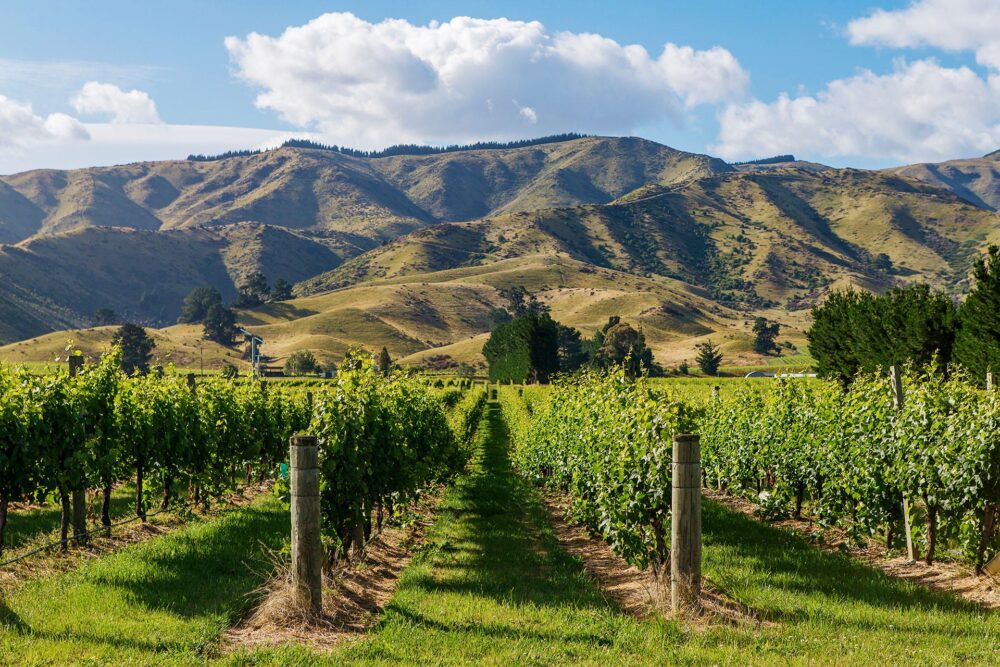 Regija Marlborough Vinarija